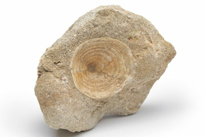 Cretaceous Fossil Fish Vertebra In Rock - Morocco #217470